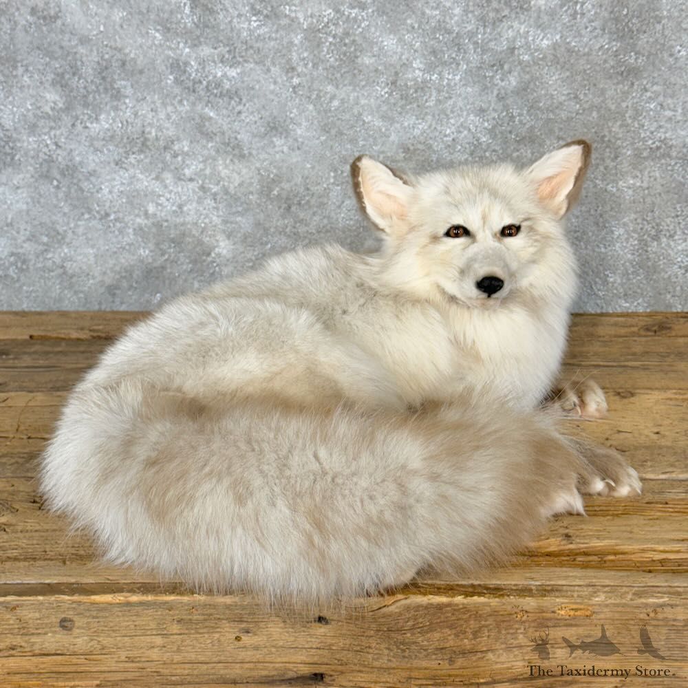 White Phase Cross Fox Mount For Sale #28801 @ The Taxidermy Store