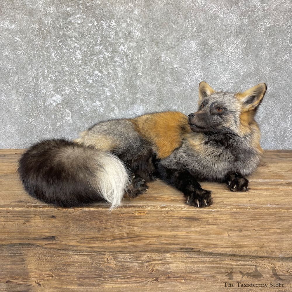 Tri Color Cross Fox Taxidermy Mount For Sale #26362 @ The Taxidermy Store