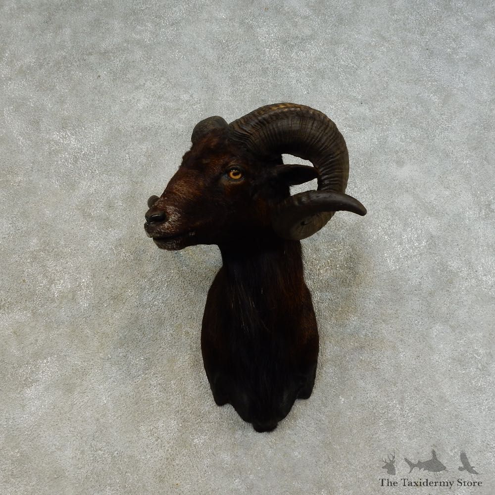 Corsican Ram Shoulder Mount For Sale #16460 @ The Taxidermy Store
