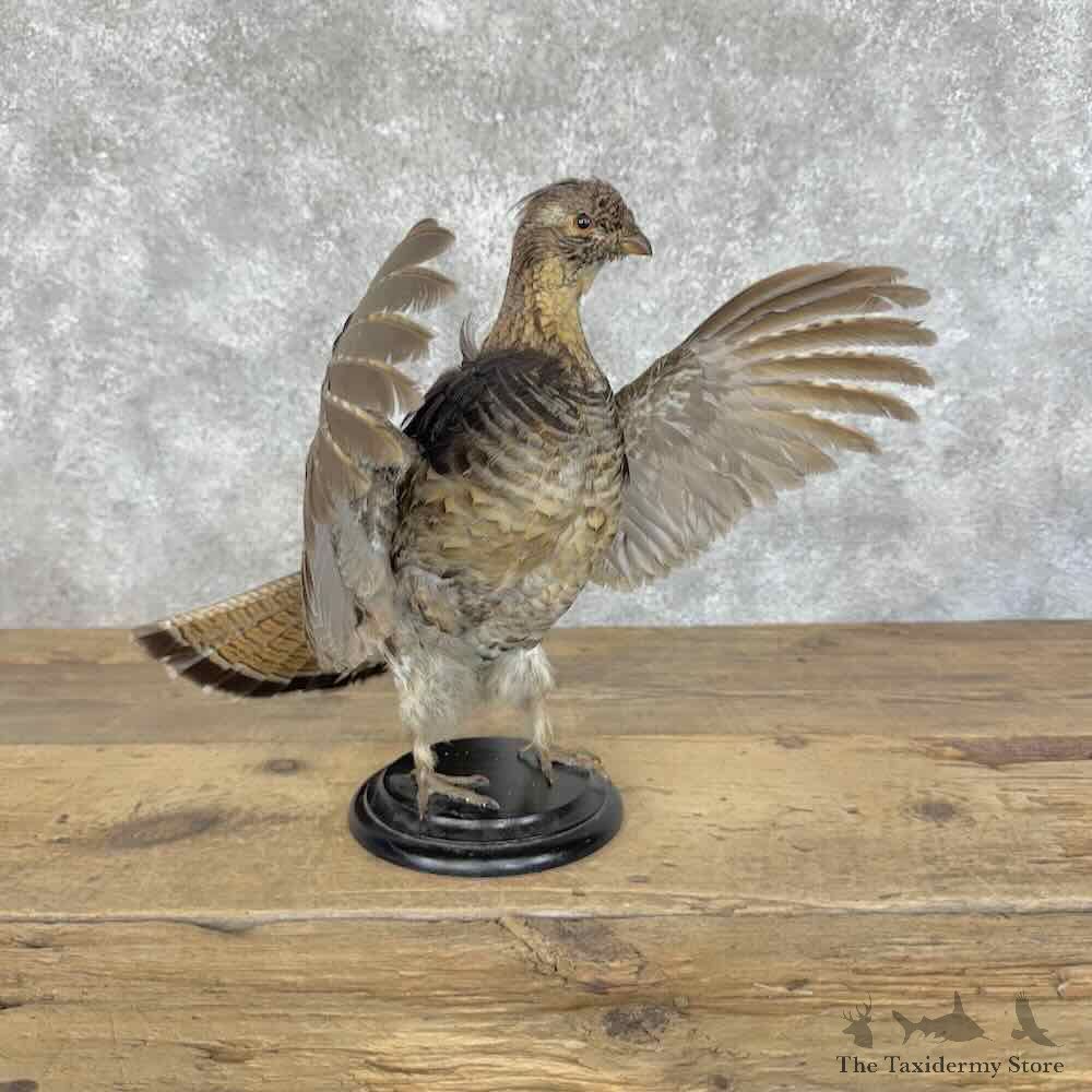 Ruffed Grouse Bird Mount For Sale #31112 @ The Taxidermy Store