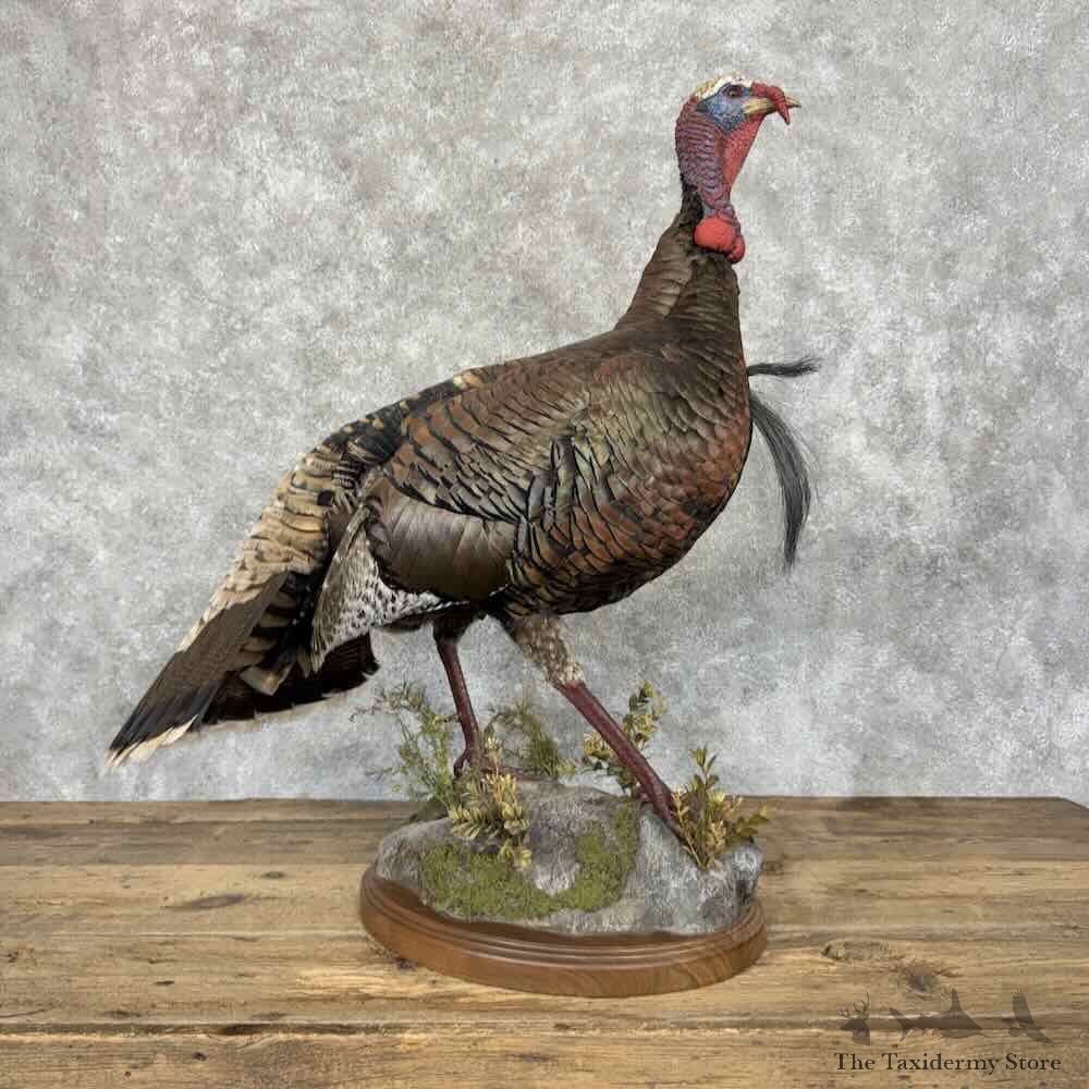 Goulds Turkey Bird Mount For Sale #32143 @ The Taxidermy Store