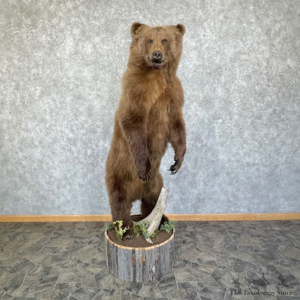 Brown Bear Life Size Mount For Sale #25861 @ The Taxidermy Store