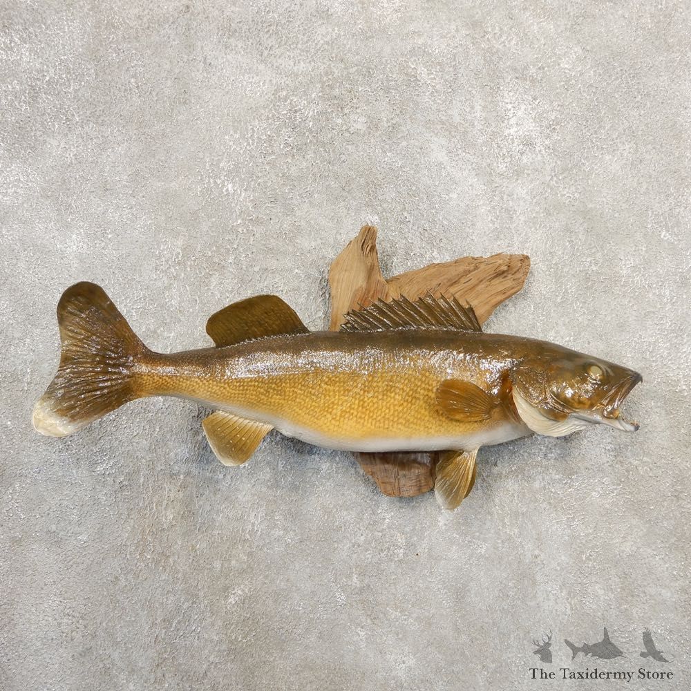 Walleye Taxidermy Fish Mount #20849 For Sale @ The Taxidermy Store
