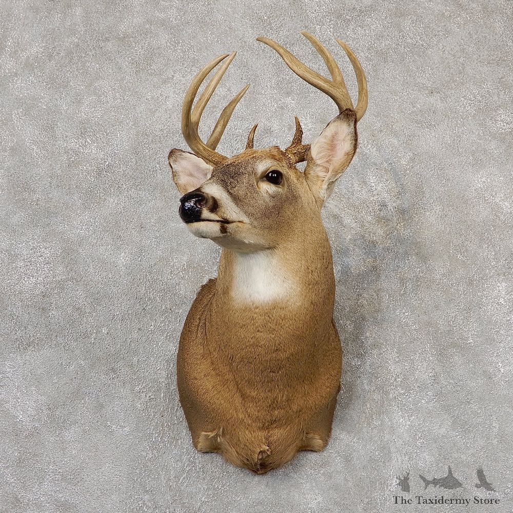 Whitetail Deer Shoulder Mount #18818 For Sale - The Taxidermy Store
