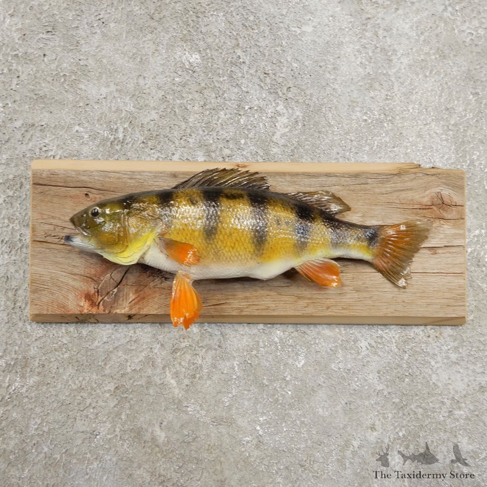 Yellow Perch Fish Mount For Sale #20971 @ The Taxidermy Store