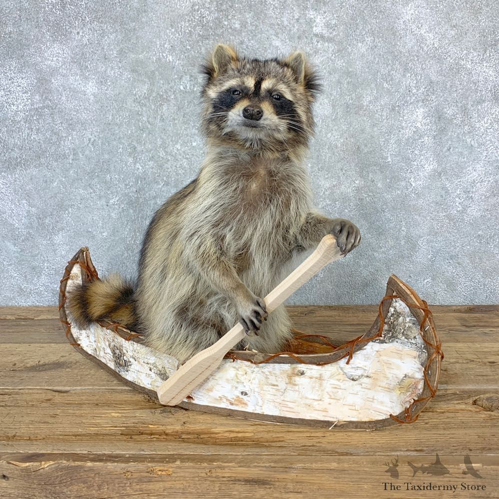 Canoeing Raccoon Novelty Mount For Sale #23198 @ The Taxidermy Store