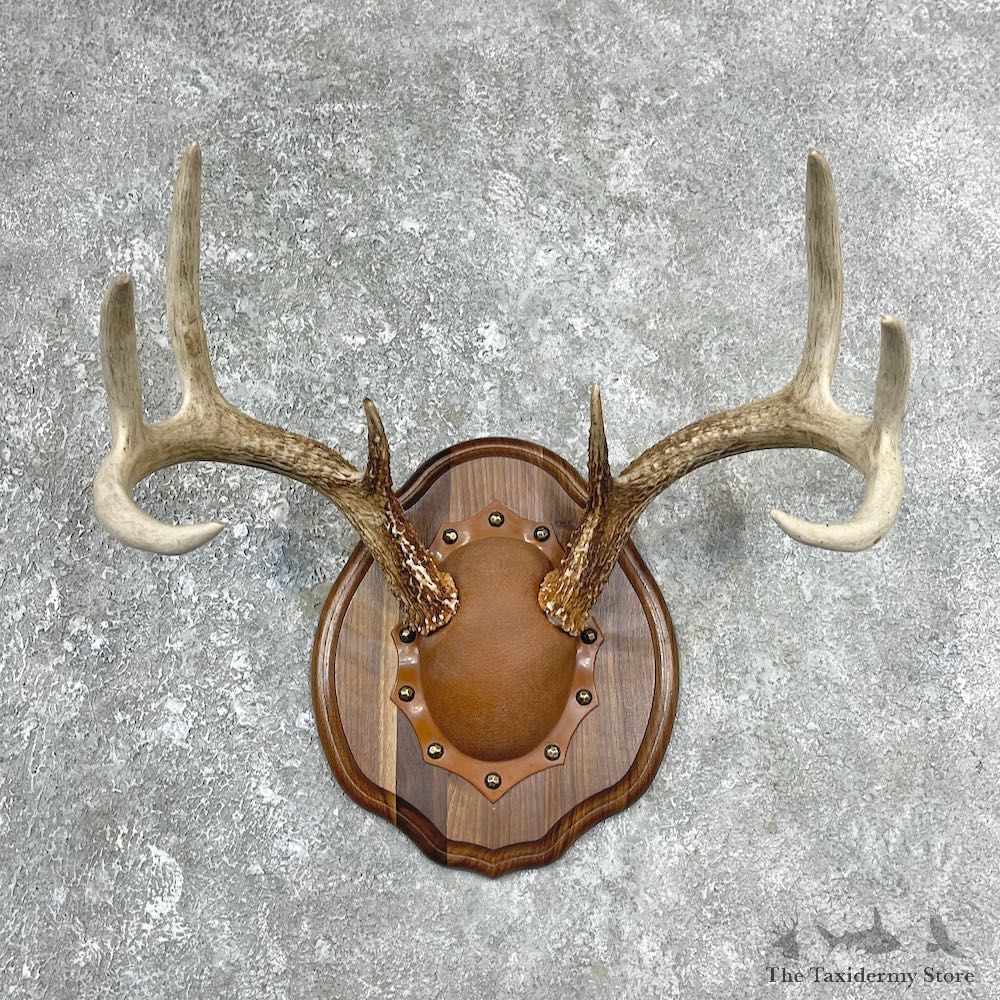 Whitetail Deer Antler Plaque Mount For Sale #25889 @ The Taxidermy Store