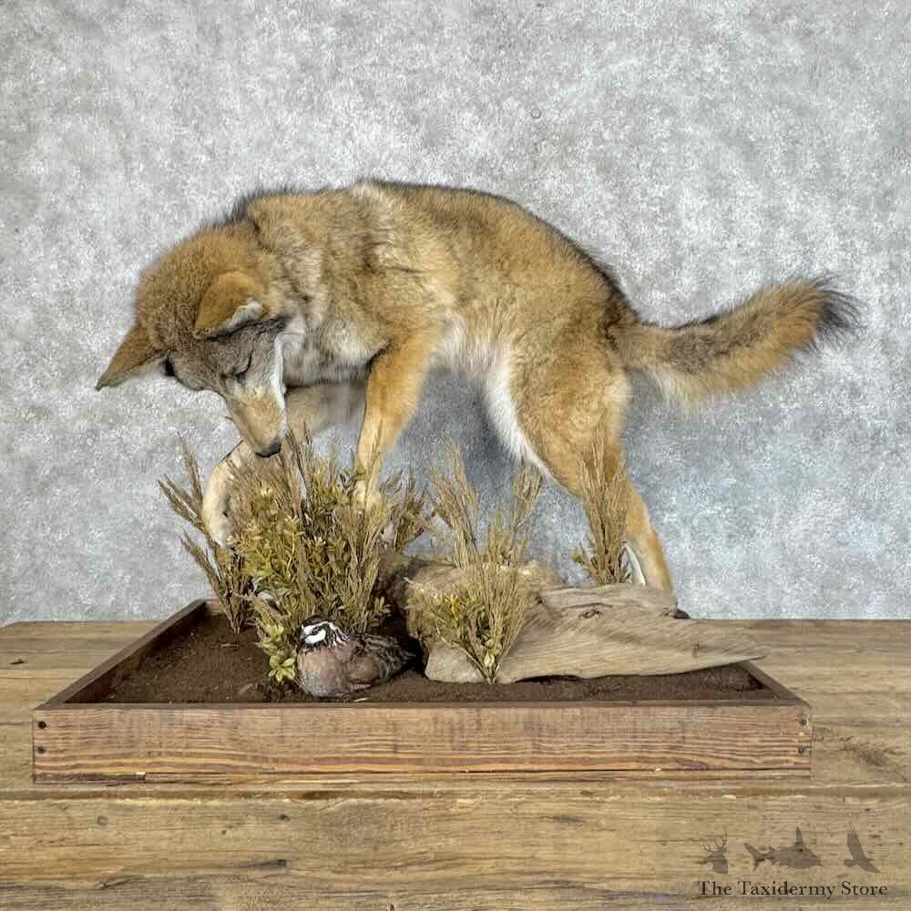 Coyote Life-Size Mount For Sale #31151 @ The Taxidermy Store
