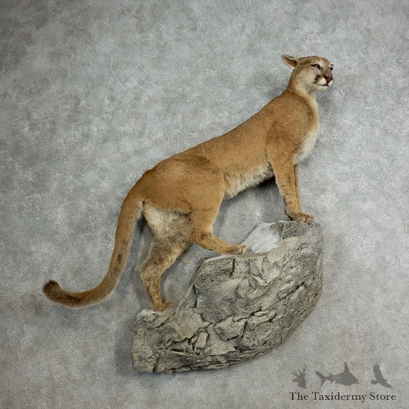 Mountain Lion Life-Size Mount For Sale #17113 @ The Taxidermy Store
