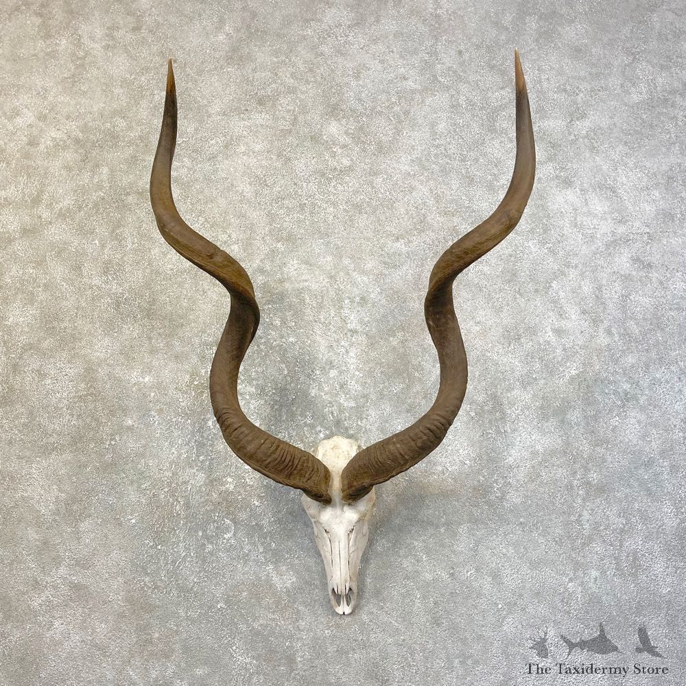 Greater Kudu Skull European Mount For Sale #25168 @ The Taxidermy Store
