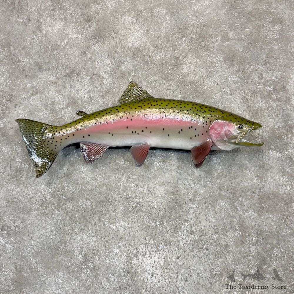 Rainbow Trout Fish Mount For Sale #30036 @ The Taxidermy Store