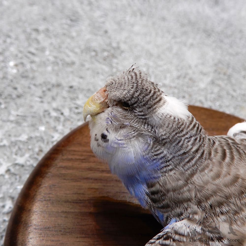 Parakeet Bird Mount For Sale #18586 @ The Taxidermy Store