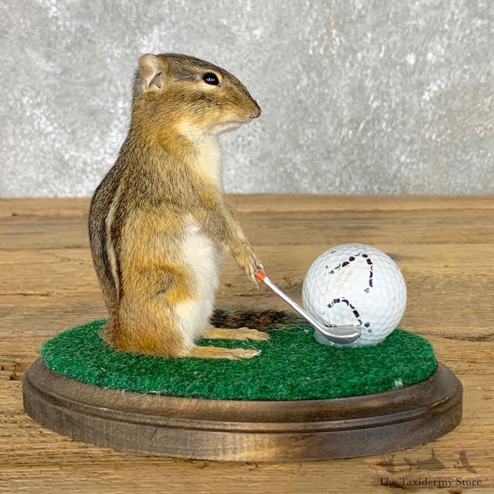 Golfing Squirrel Novelty Mount For Sale #22621 @ The Taxidermy Store