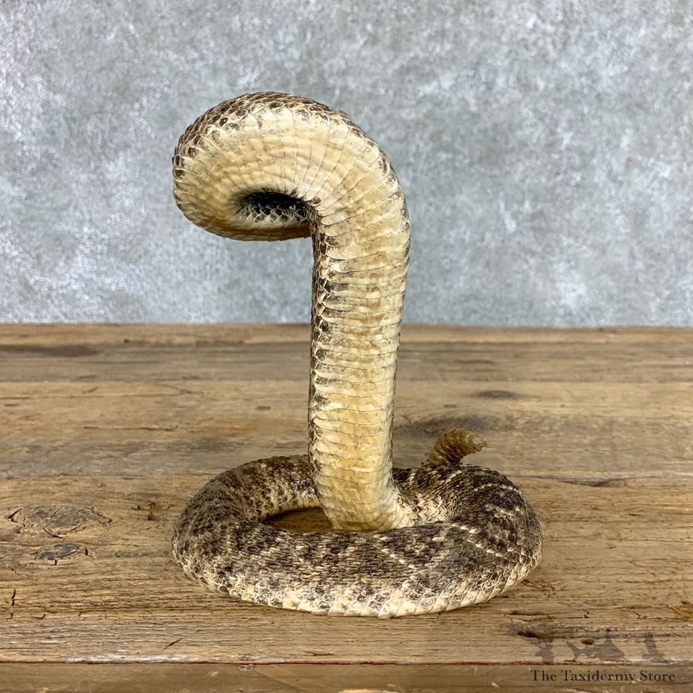 Western Diamondback Rattlesnake Mount For Sale #22458 @ The Taxidermy Store