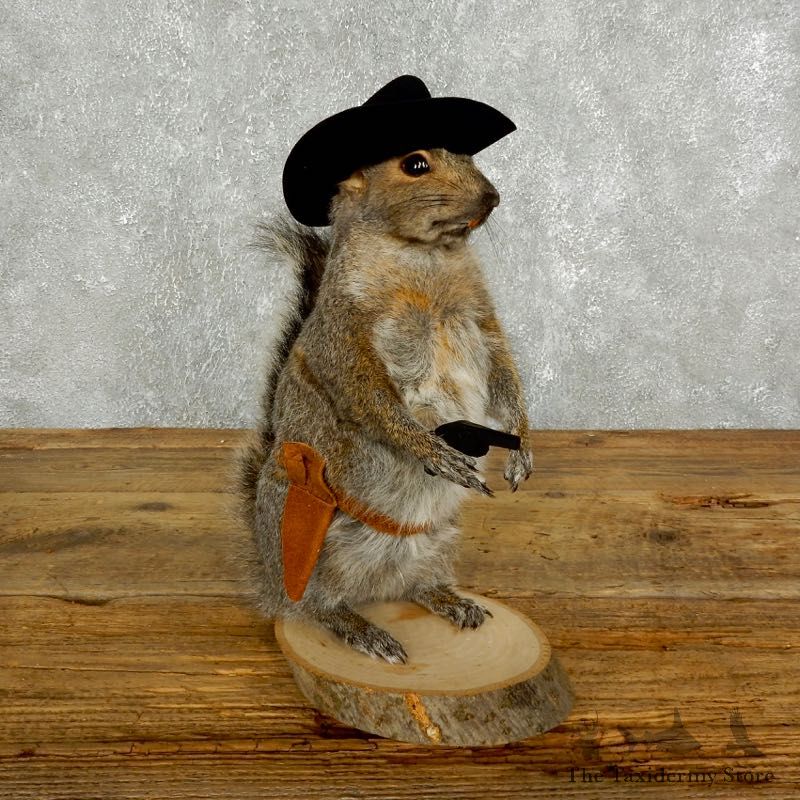 Cowboy Squirrel Novelty Mount For Sale #17621 @ The Taxidermy Store