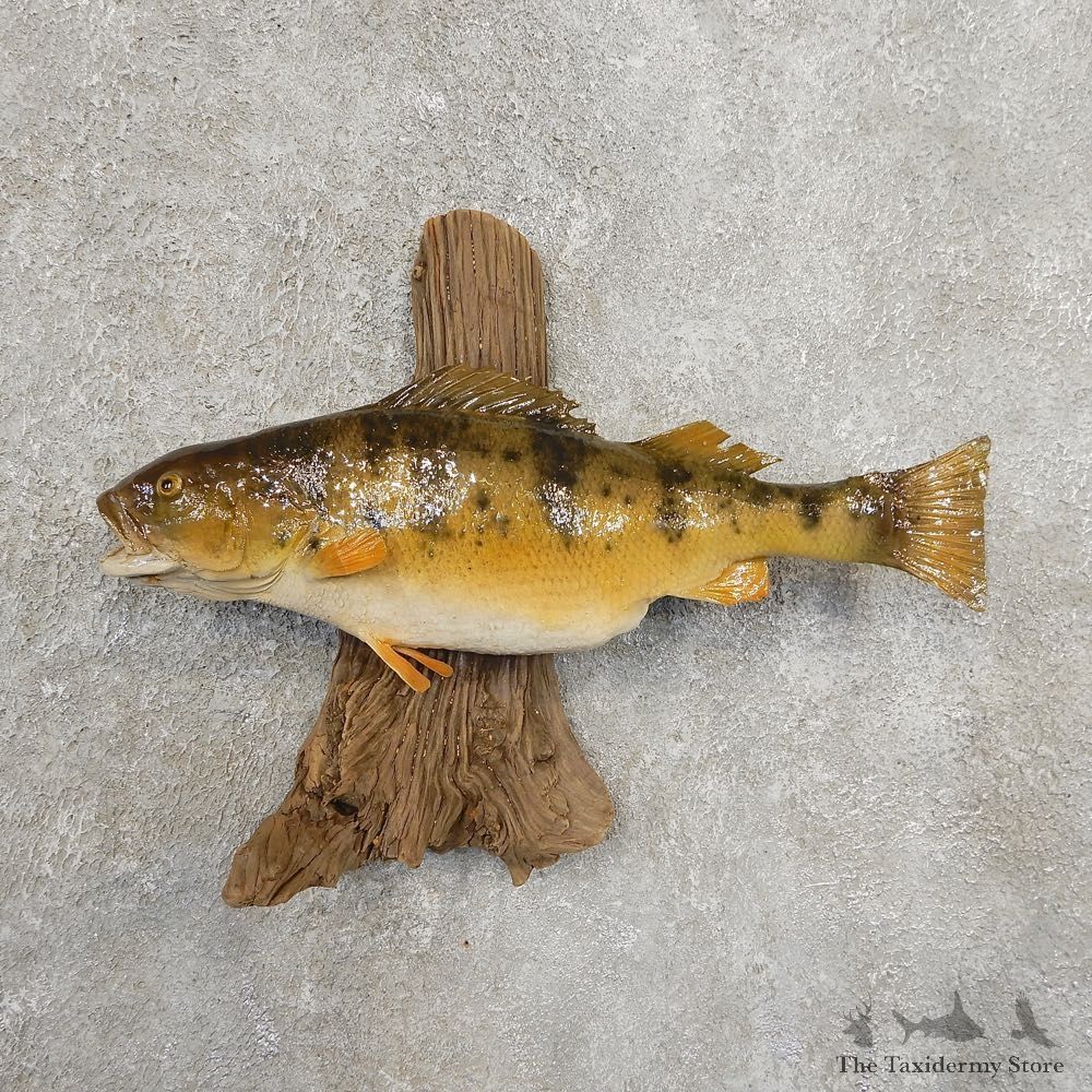 Yellow Perch Fish Mount For Sale #20938 @ The Taxidermy Store