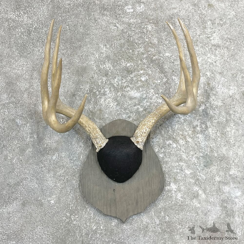 Whitetail Deer Antler Plaque Mount For Sale #27306 @ The Taxidermy Store