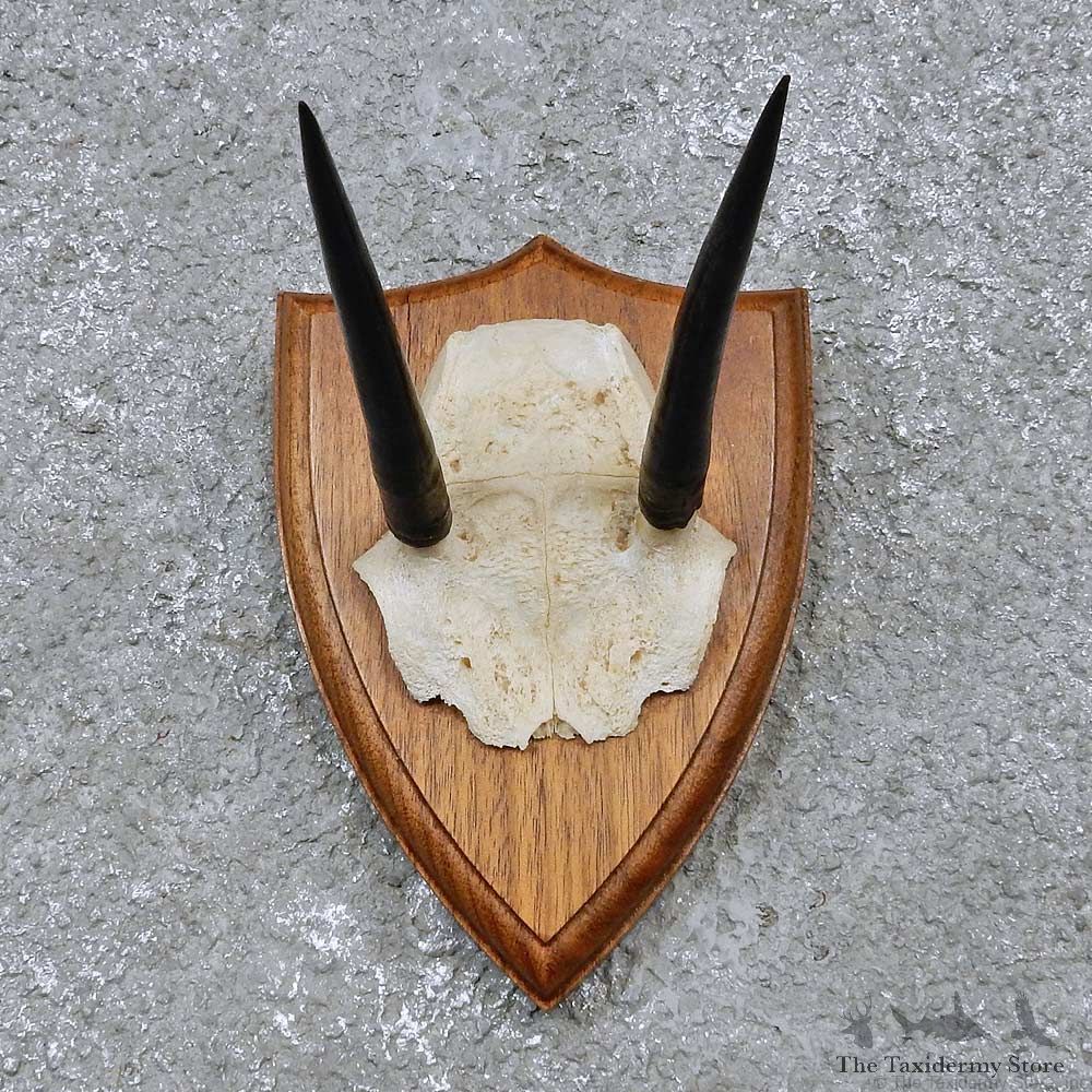 Steinbok Horn Plaque Mount For Sale #14511 @ The Taxidermy Store