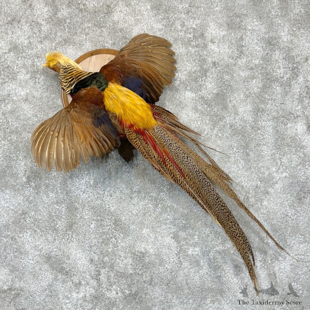 Golden Pheasant Bird Mount For Sale #29413 - The Taxidermy Store
