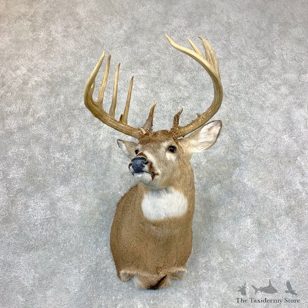 Whitetail Deer Shoulder Mount For Sale #23382 @ The Taxidermy Store