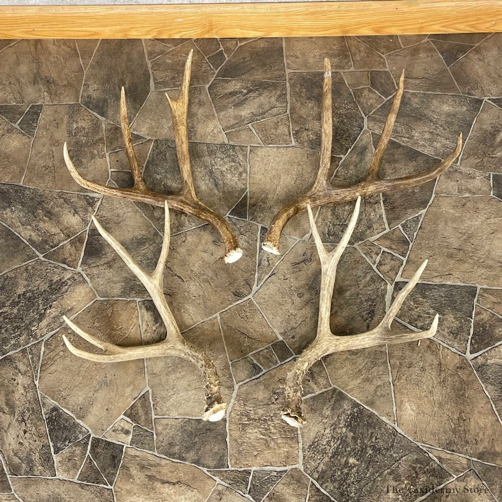 Mule Deer Antler Craft Pack For Sale #25103 @ The Taxidermy Store