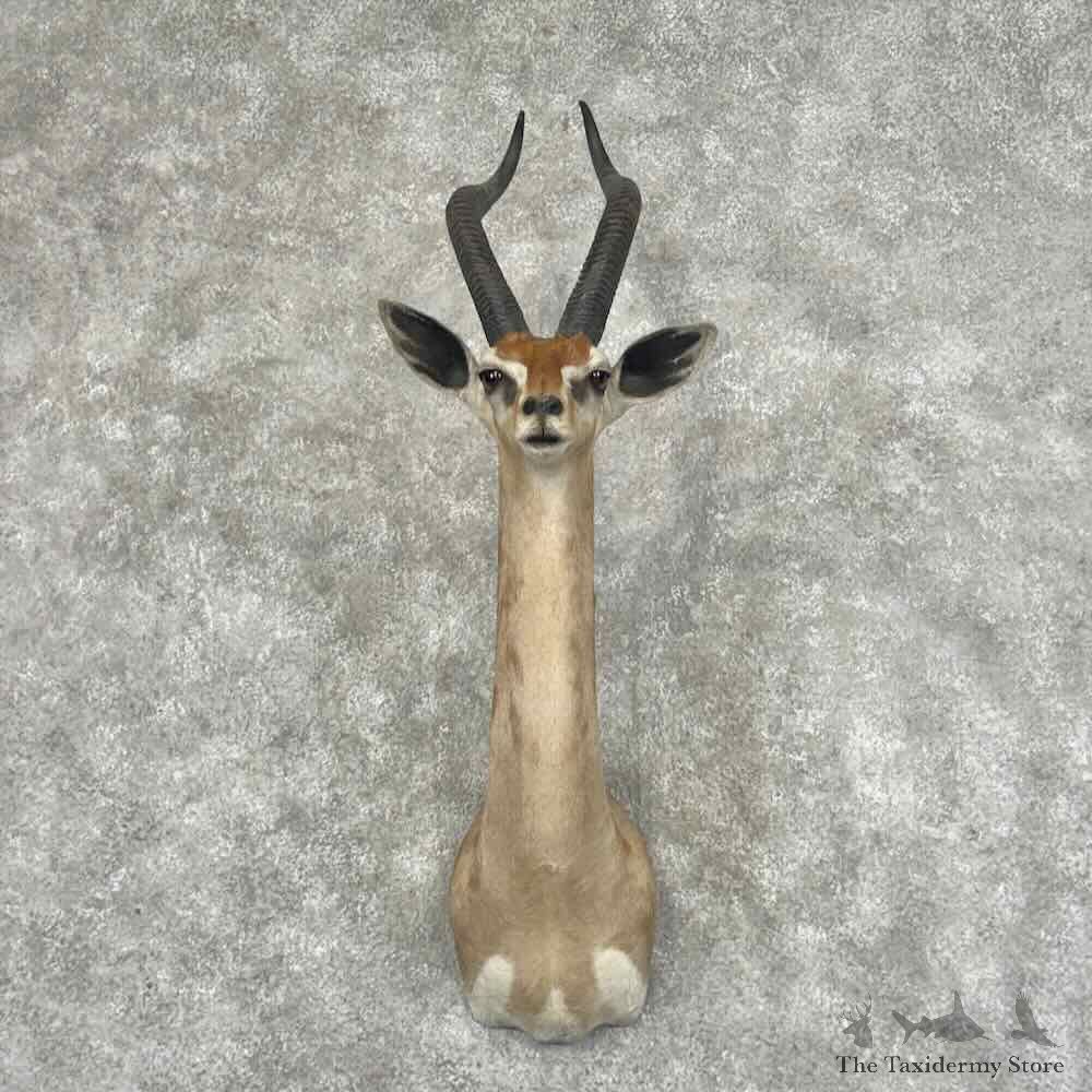 Gerenuk Shoulder Mount For Sale #32006 @ The Taxidermy Store