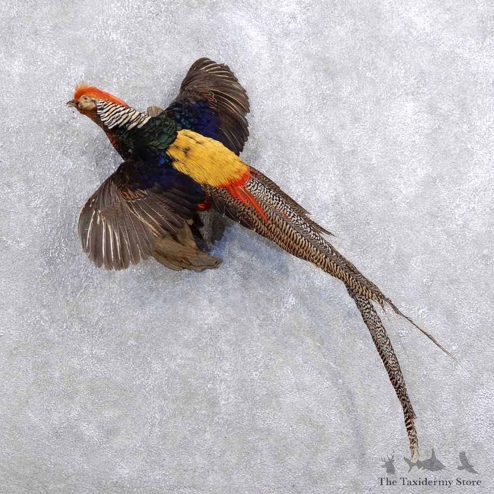 Flying Lady Amherst Golden Pheasant Taxidermy #18656 For Sale @ The Taxidermy Store