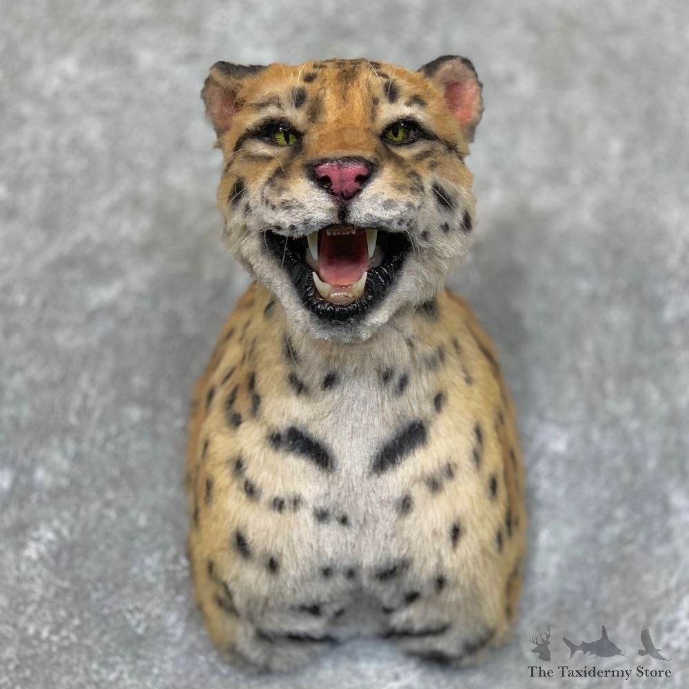 Reproduction Ocelot Taxidermy Shoulder Mount #22729 For Sale @ The Taxidermy Store