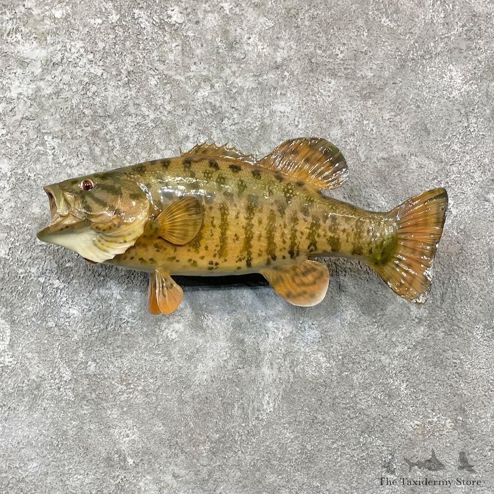 Smallmouth Bass Fish Mount For Sale #27825 @ The Taxidermy Store