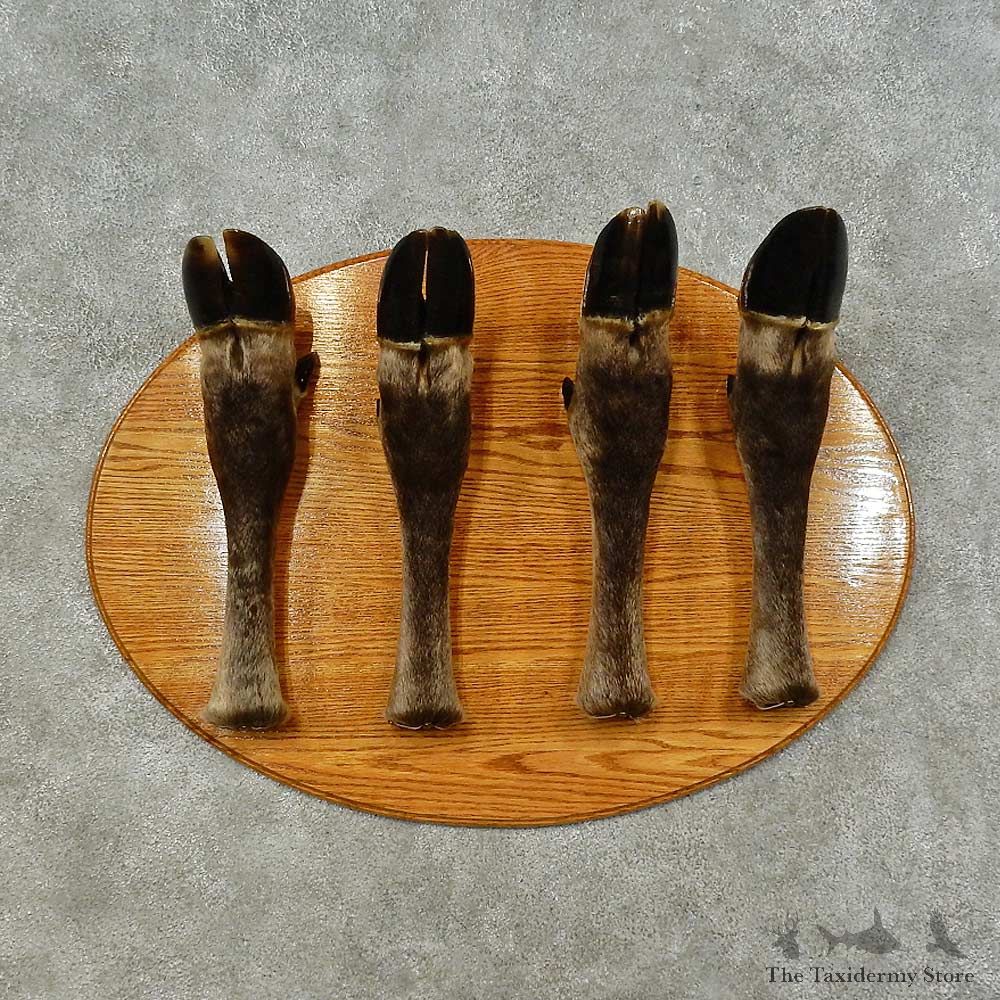 Moose Leg Coat Rack For Sale #16256 @ The Taxidermy Store