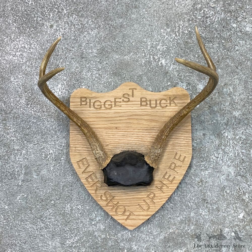 Whitetail Deer Antler Plaque Mount For Sale #23066 @ The Taxidermy Store