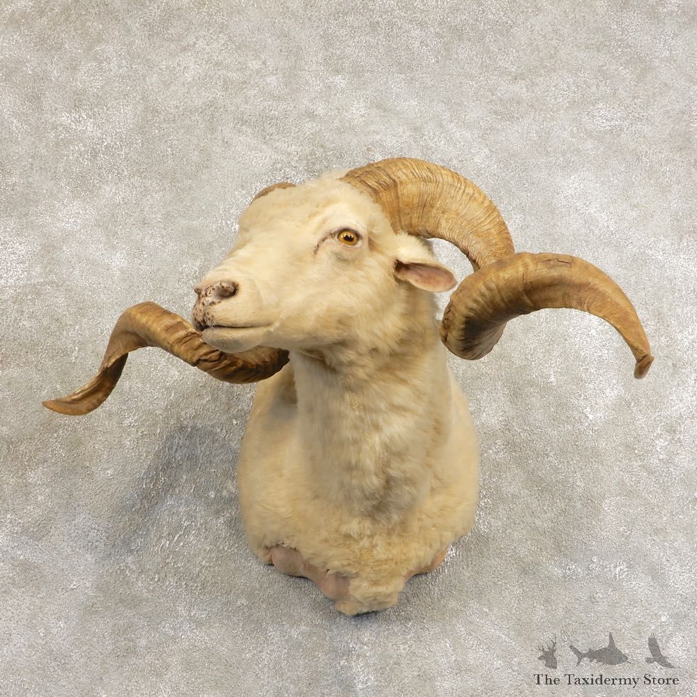 Hybrid Sheep Shoulder Mount For Sale #21477 @ The Taxidermy Store