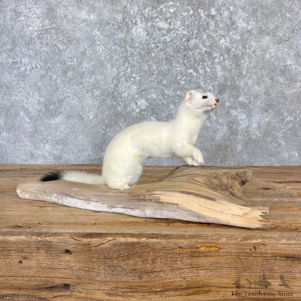 Ermine Life-Size Mount For Sale #27185 @ The Taxidermy Store