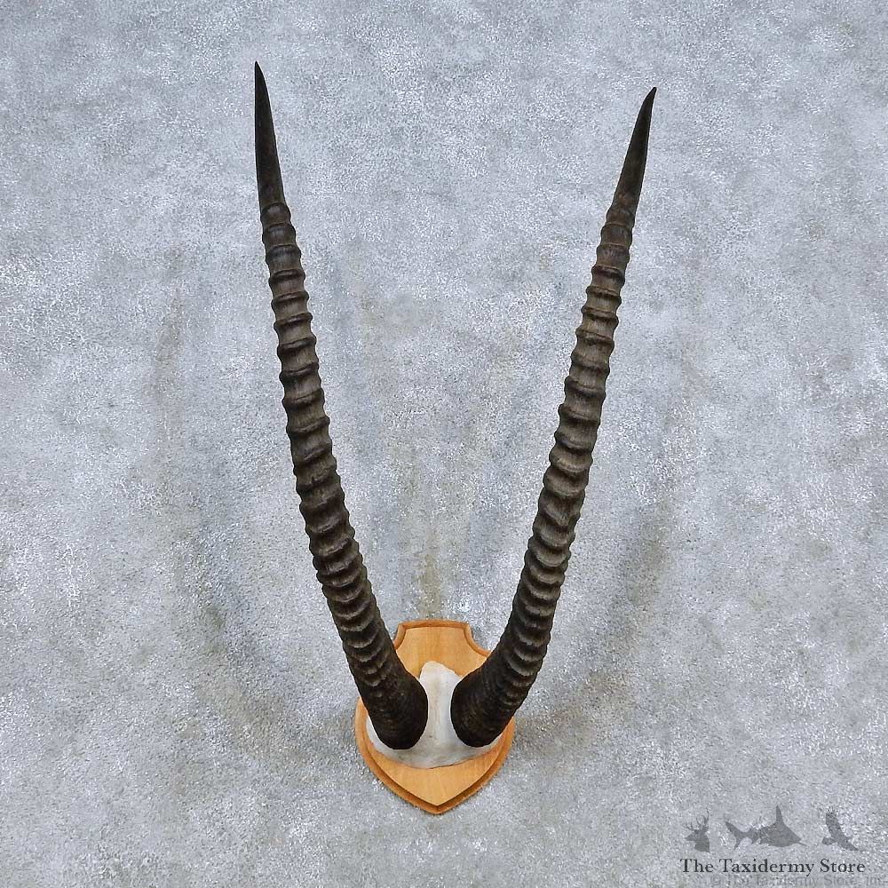 Sable Skull Cap & Horn Mount For Sale #14494 @ The Taxidermy Store