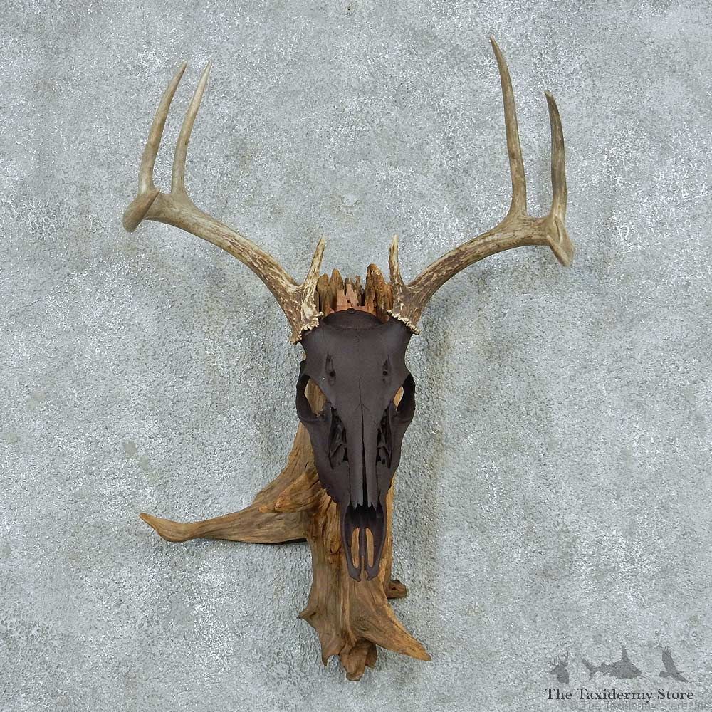 Whitetail Deer Skull & Antler European Mount #13767 For Sale @ The Taxidermy Store