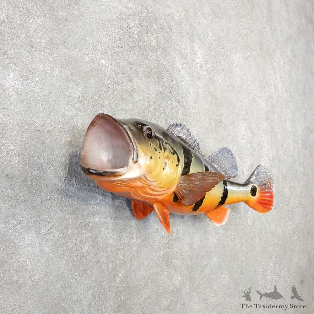 Peacock Bass Fish Mount For Sale #21093 @ The Taxidermy Store