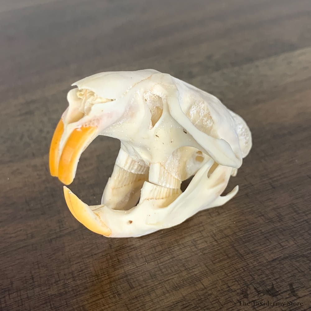 Muskrat Full Skull Taxidermy Mount #22246 For Sale @ The Taxidermy Store