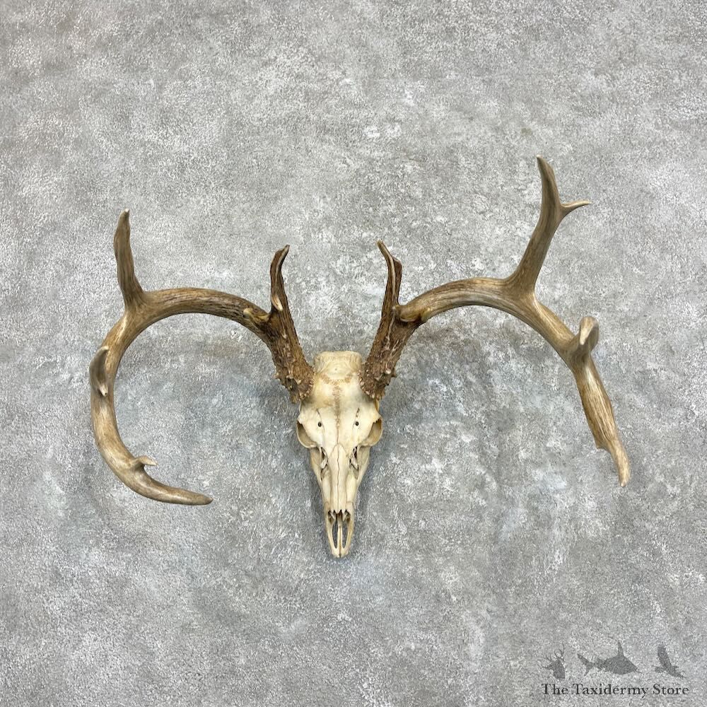 Whitetail Deer Skull European Mount For Sale #27332 @ The Taxidermy Store