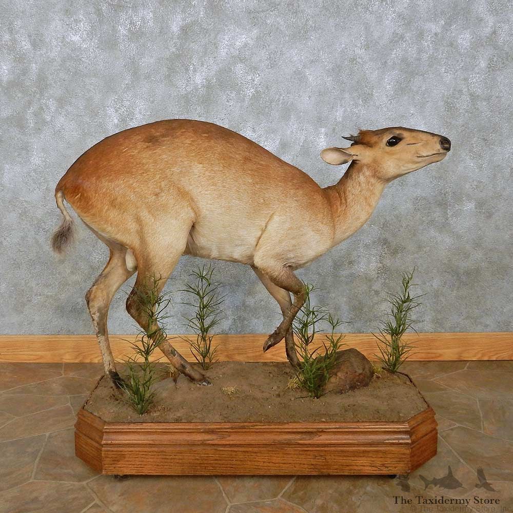 Ogilby Duiker Life-Size Mount For Sale #28868 @ The Taxidermy Store