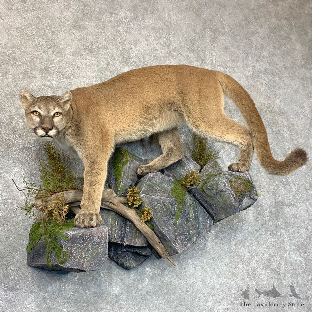Mountain Lion Life-Size Mount For Sale #22771 @ The Taxidermy Store