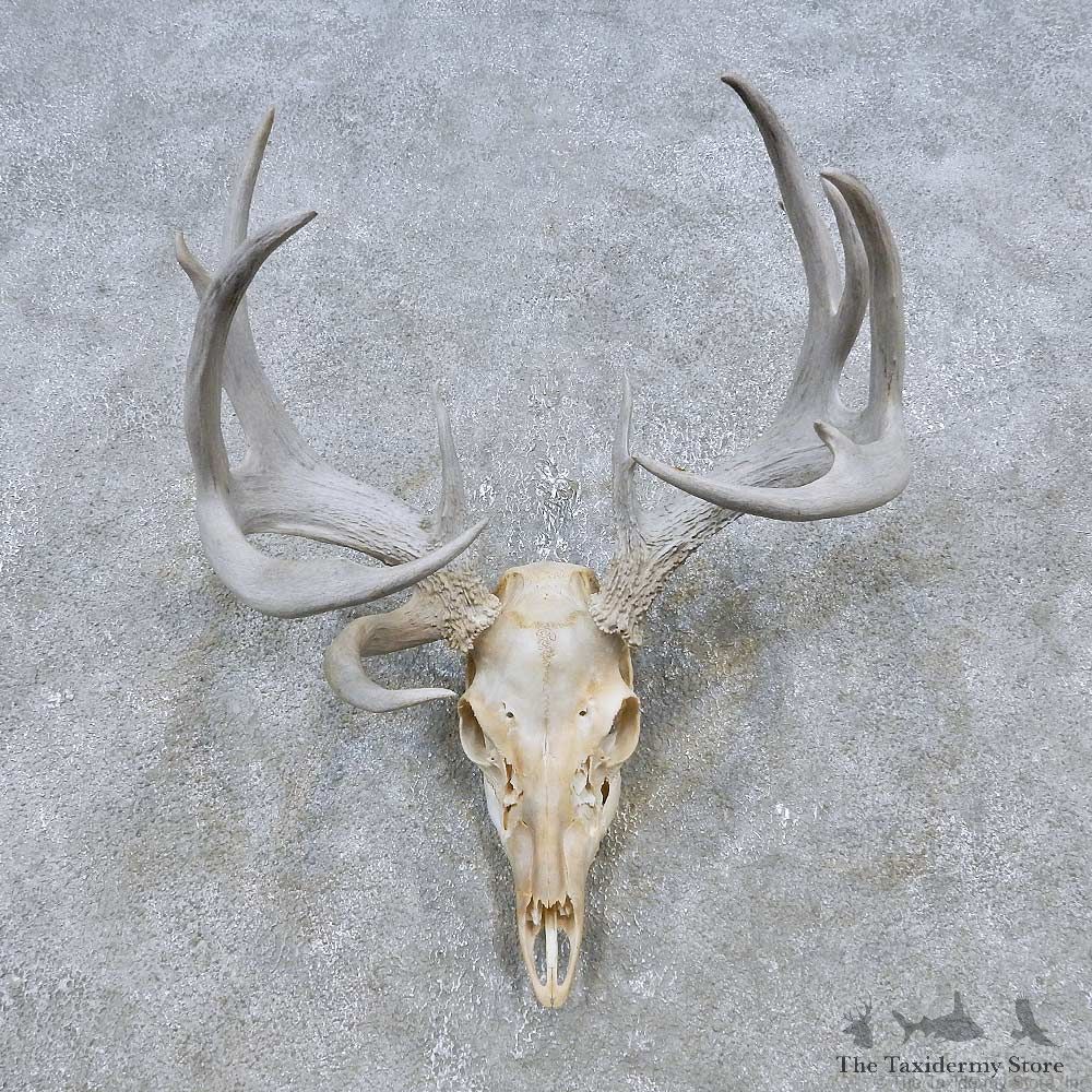 Whitetail Deer Skull European Mount For Sale #14761 @ The Taxidermy Store