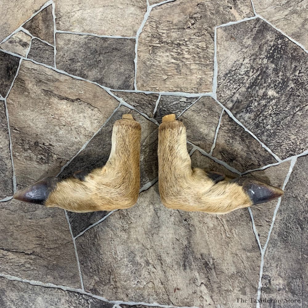 Deer Hoof Craft Pack For Sale #22016 @ The Taxidermy Store