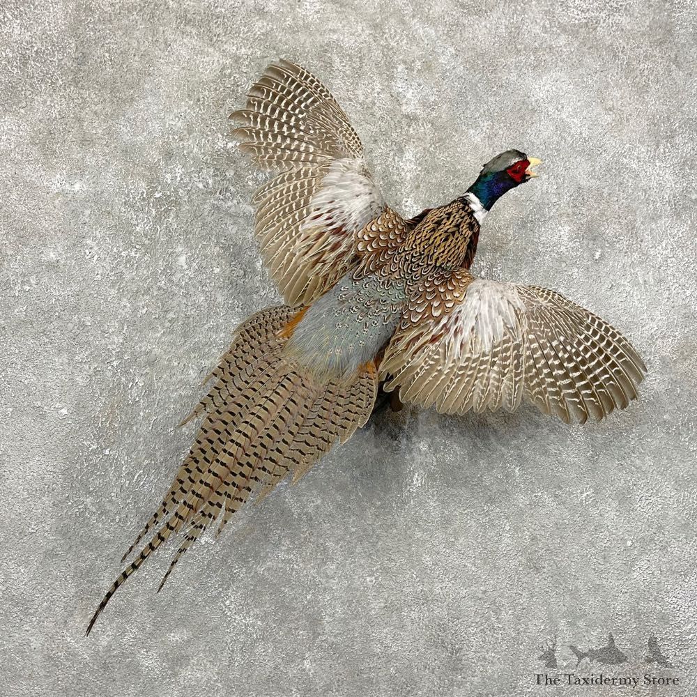 Ringneck Pheasant Bird Mount For Sale #24784 @ The Taxidermy Store