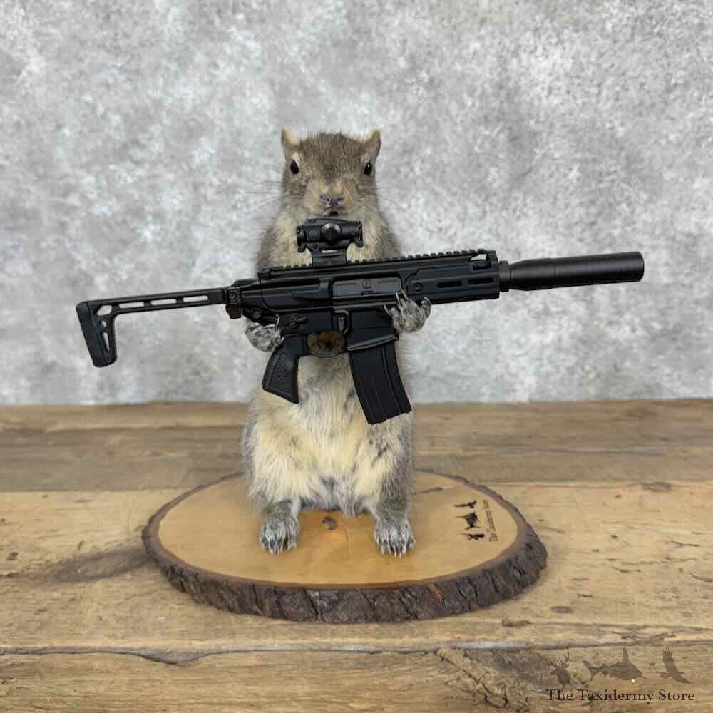 Novelty Grey Squirrel Mount For Sale #31605 @ The Taxidermy Store