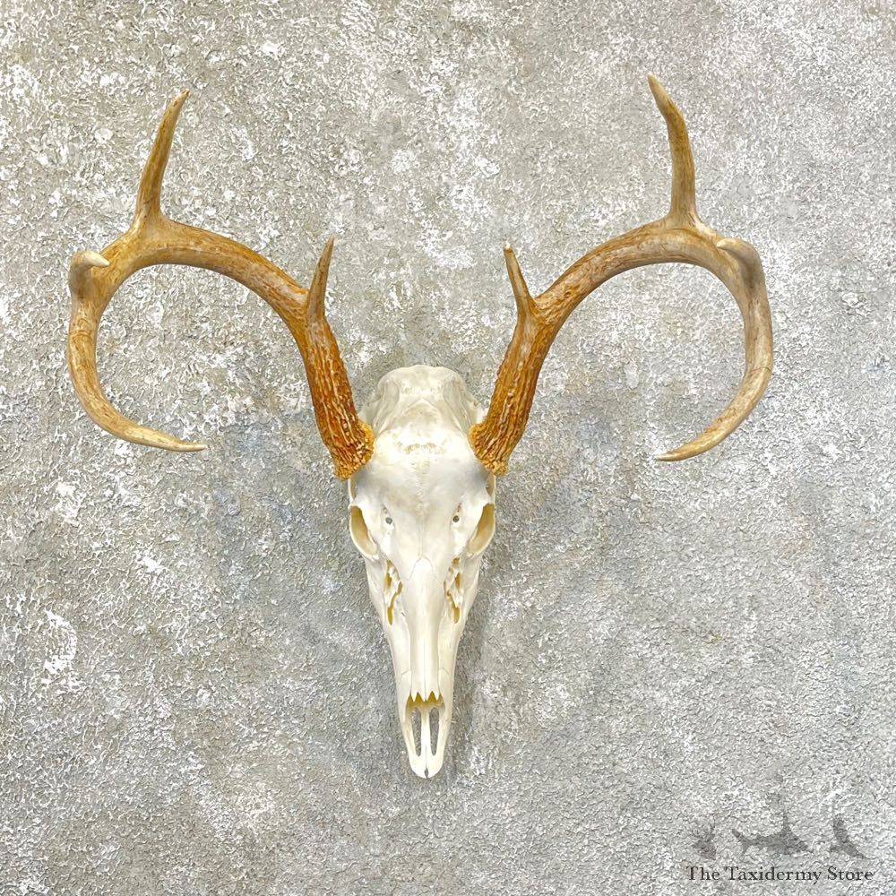 Whitetail Deer Skull European Mount For Sale #25171 @ The Taxidermy Store