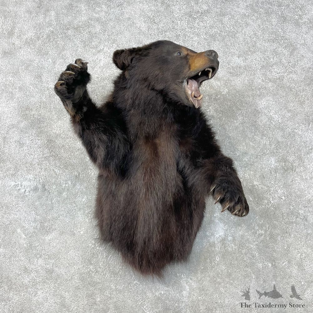 Black Bear 1/2 Life-Size Mount For Sale #26826 @ The Taxidermy Store
