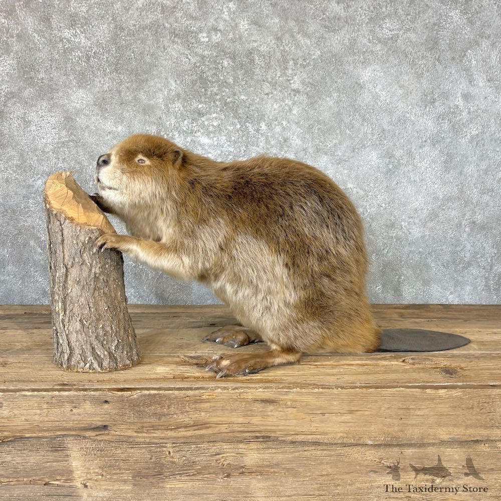 North American Beaver Mount For Sale #26624 @ The Taxidermy Store