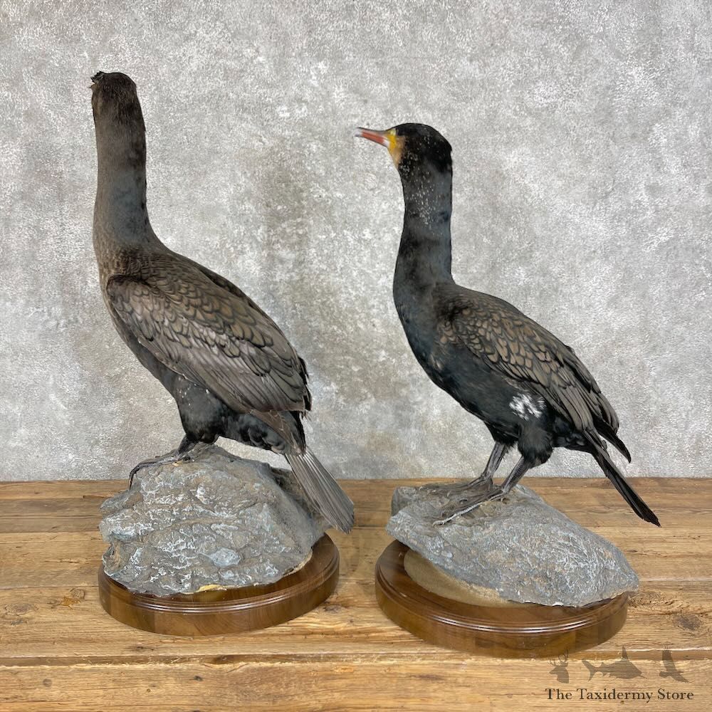 Japanese Cormorant Pair Mount For Sale #27963 @ The Taxidermy Store