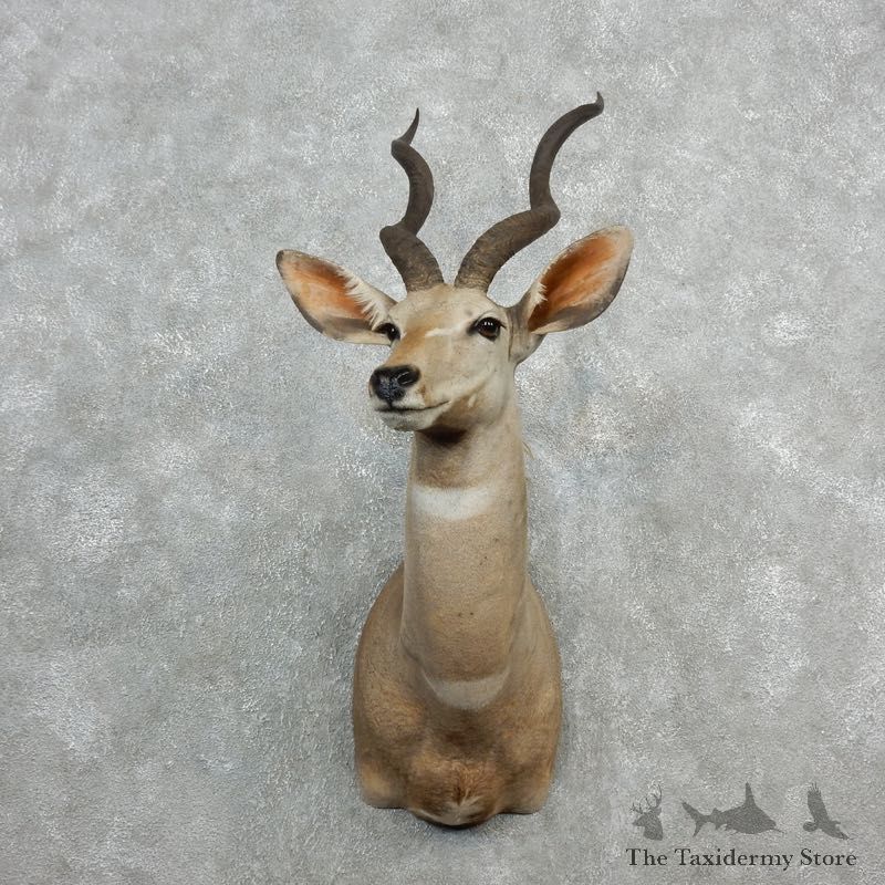 Lesser Kudu Taxidermy Mount For Sale #18079 @ The Taxidermy Store