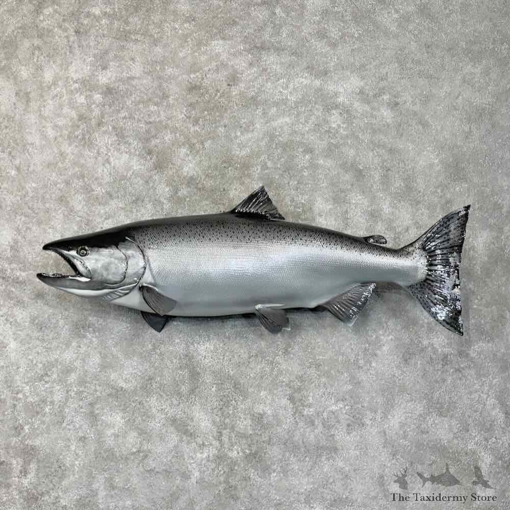 King Chinook Salmon Fish Mount For Sale #30448 @ The Taxidermy Store